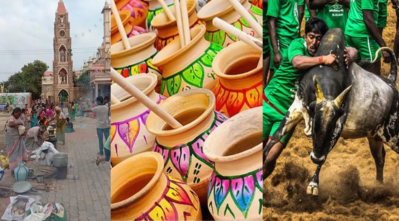 Pongal, pongal celebrations, pongal wishes, Tamil Nadu