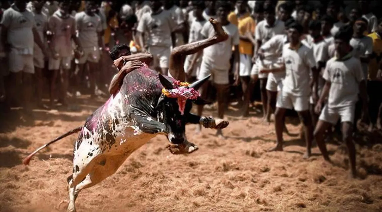 Jallikattu, avaniyapuram, viral videos