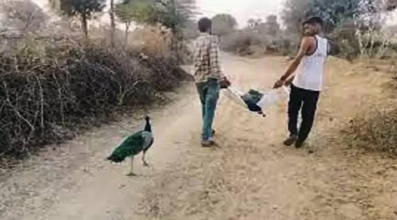 Peacock follows its partners carcass, peacock heart touching video, Peacock follows its partners carcass video, viral video, peacock tamilnadu, Peacock follows its partners carcass, peacock death, Peacock follows its partners carcass, மயில் மரணம், ஜோடி மயிலின் மரணம் பிரிய மனமில்லாமல் பின் தொடரும் துணை மயில், உருக்கமான வீடியோ, வைரல் வீடியோ, ராஜஸ்தான், Rajastan, Peacock, peacock viral video