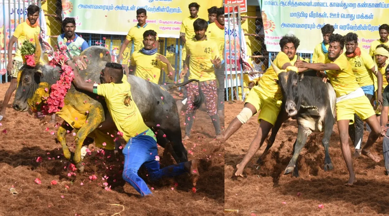 Madurai jallikattu Tamil News: world fame palamedu jallikattu pics and videos