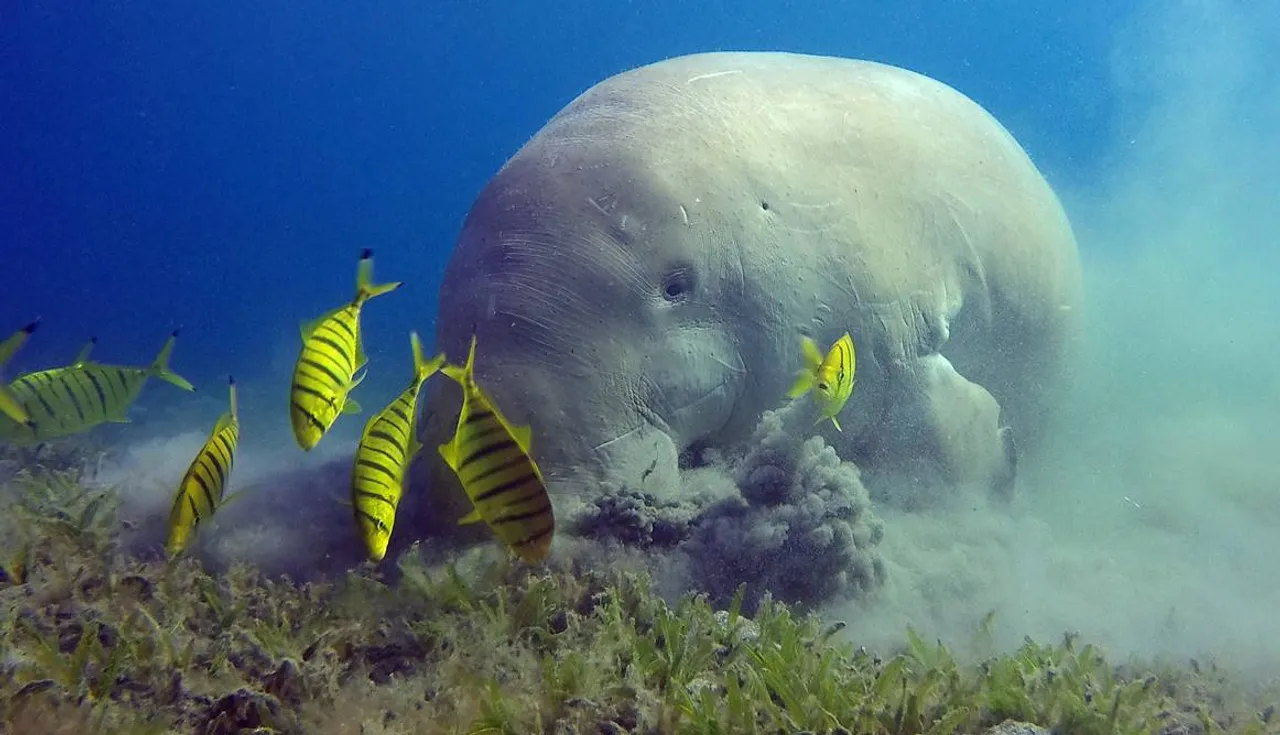 Dugong Conservation Reserve , தமிழக அரசு