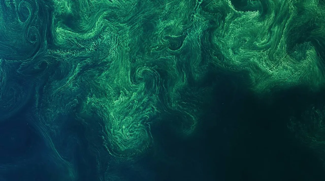 New tool enables early detection of cyanobacterial blooms in waterbodies