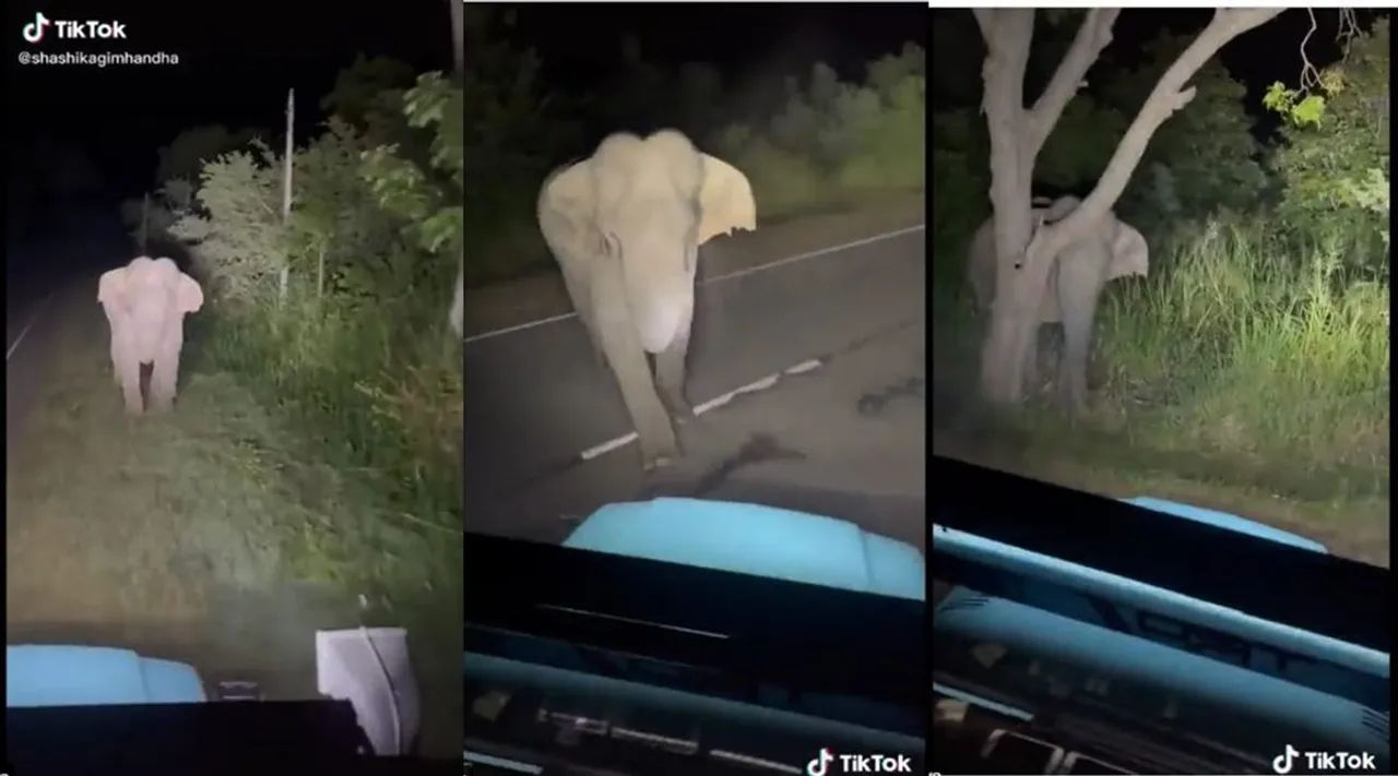 Viral video of a driver chasing wild elephant in midnight