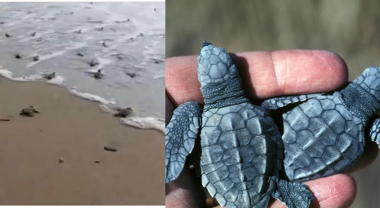Tamil Nadu Forest department releases baby Olive Ridley Turtles into the ocean