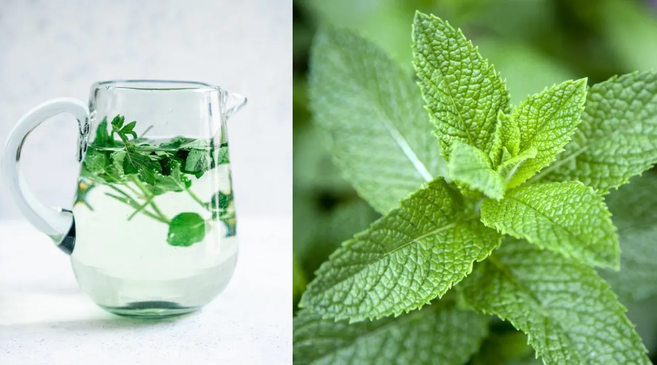 Pudina Water Benefits in tamil: How to Make Mint Water tamil