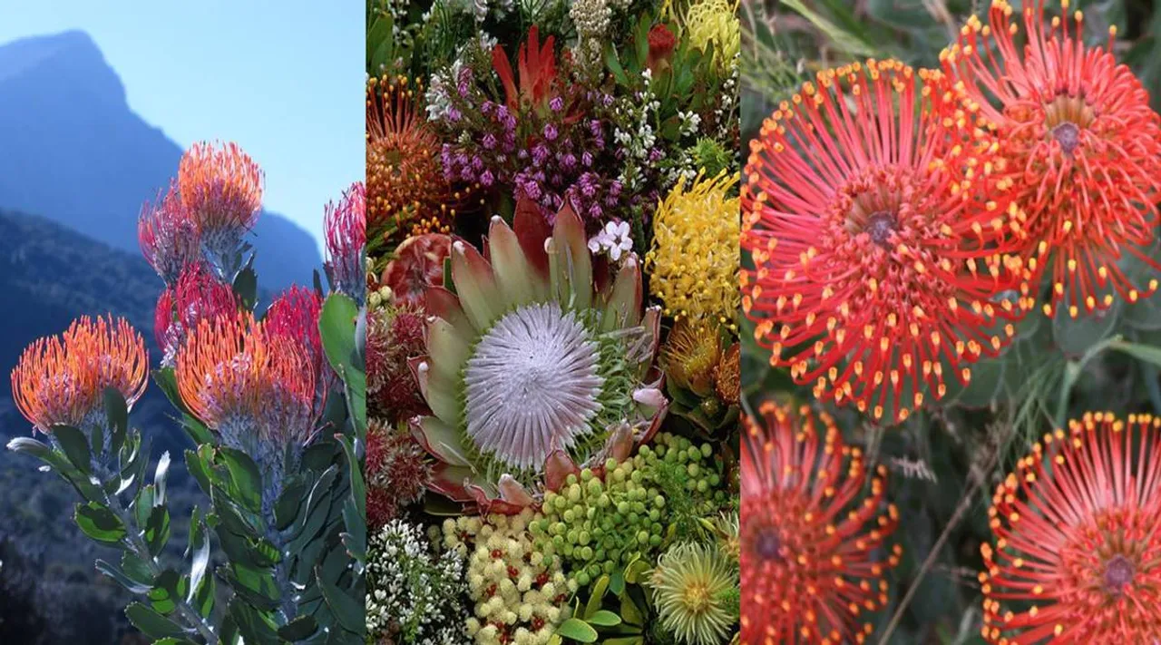 Africa’s fynbos plants hold ground with the world’s thinnest roots