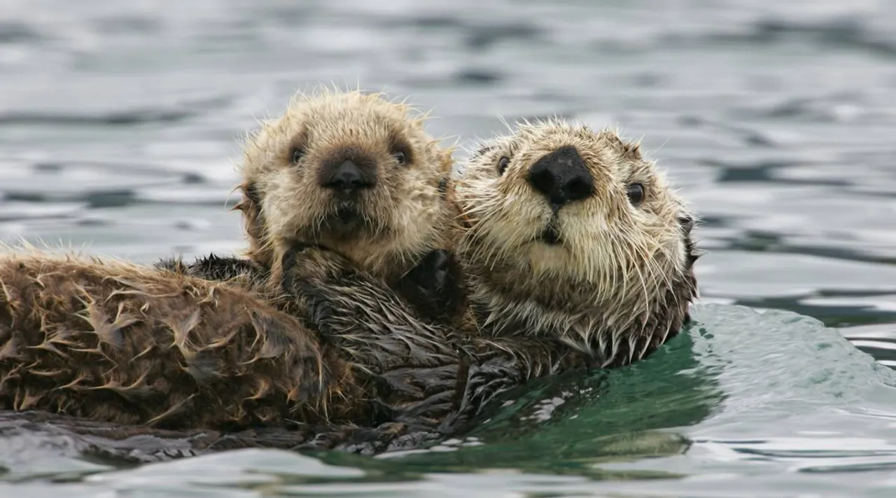 otters, trichy, mukkombu, india, tamil nadu environment,