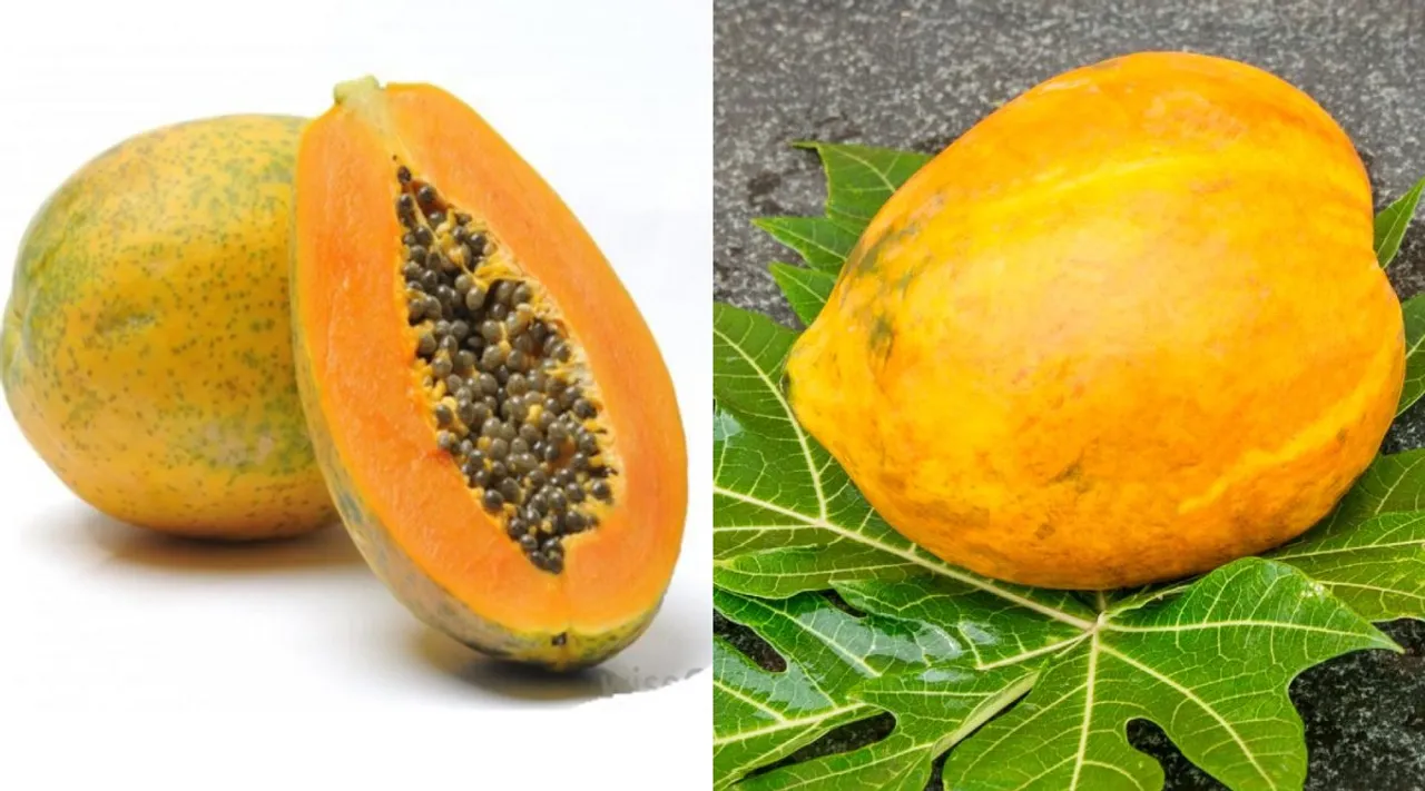 papaya benefits in tamil: papaya for Slow Ageing