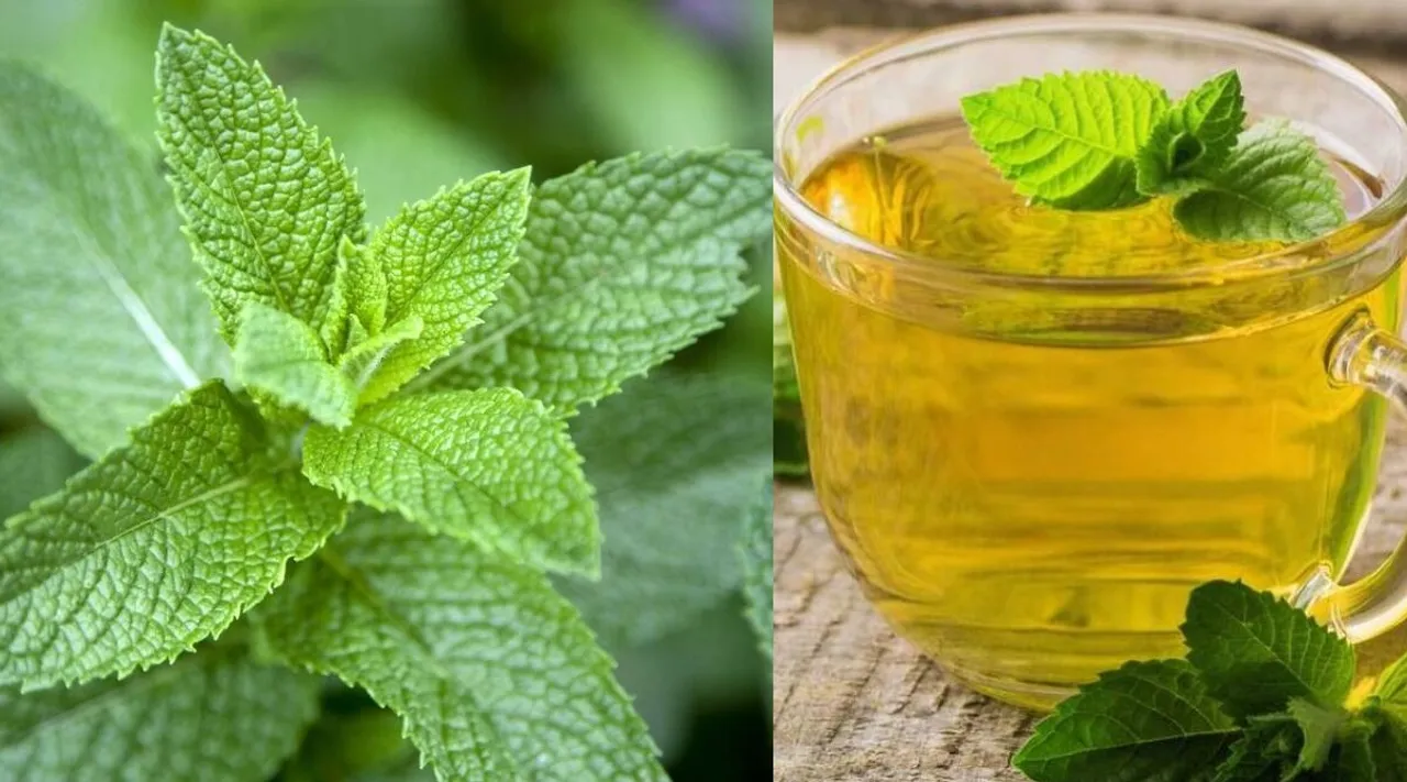 mint leaves benefits in tamil: how to make Pudina Tea or mint tea tamil