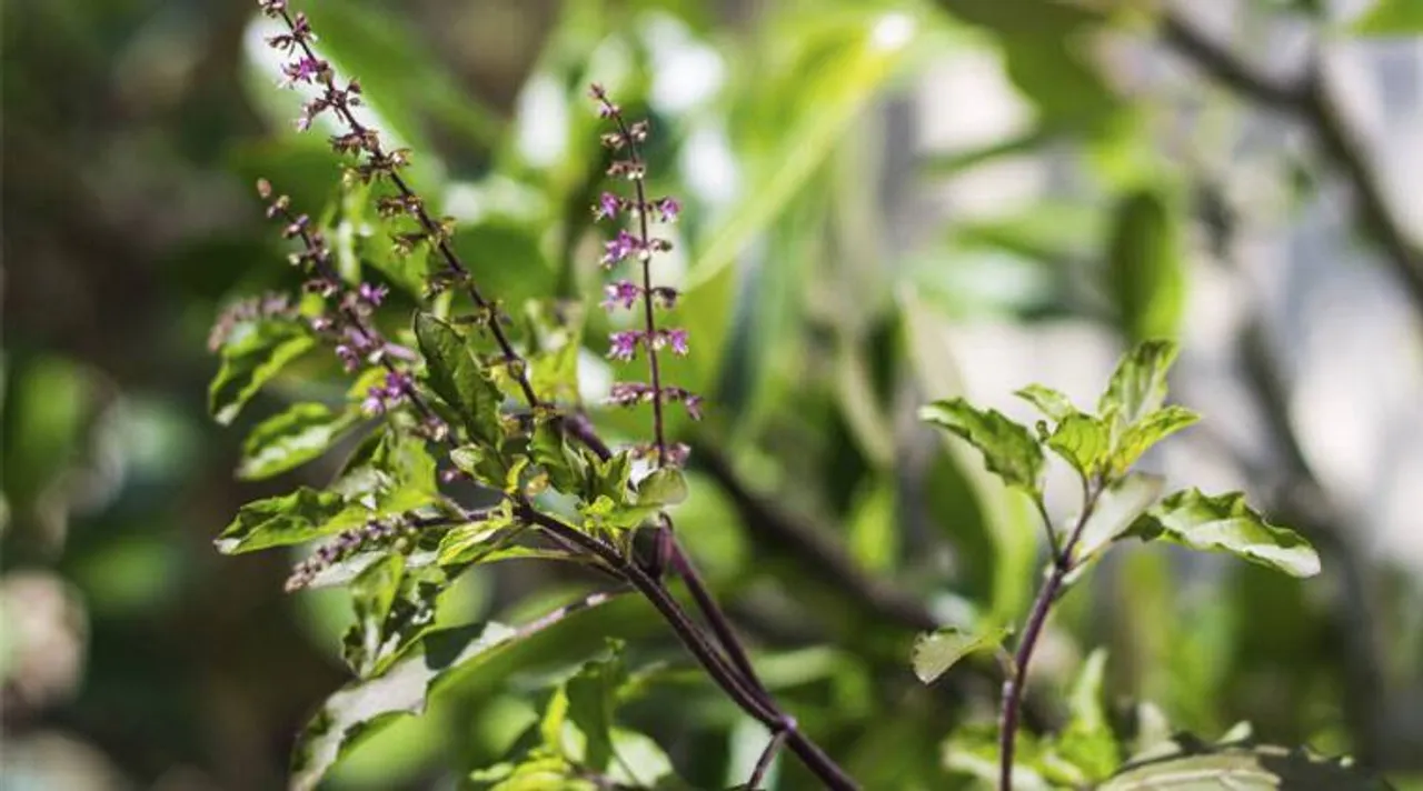 Basil water benefits