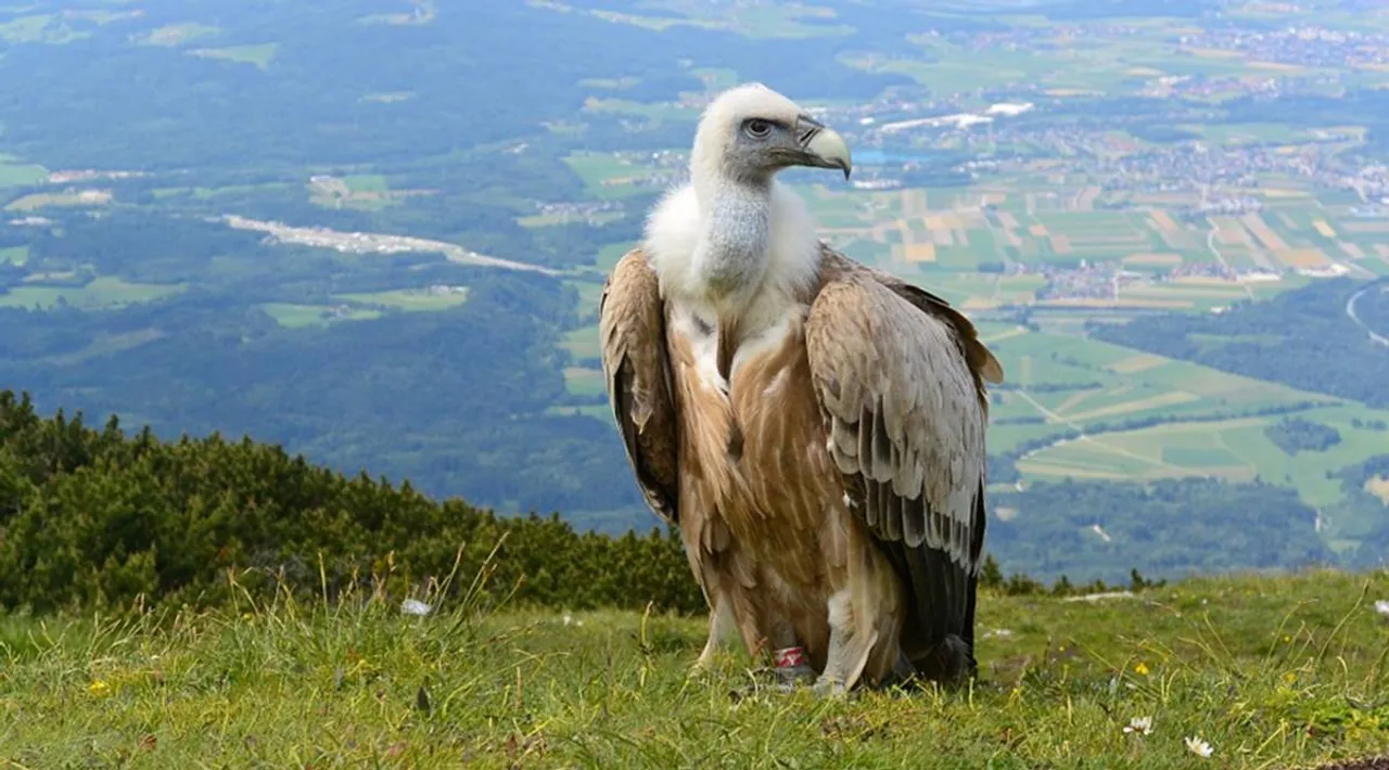 Diclofenac was not the last threat for Indias vultures