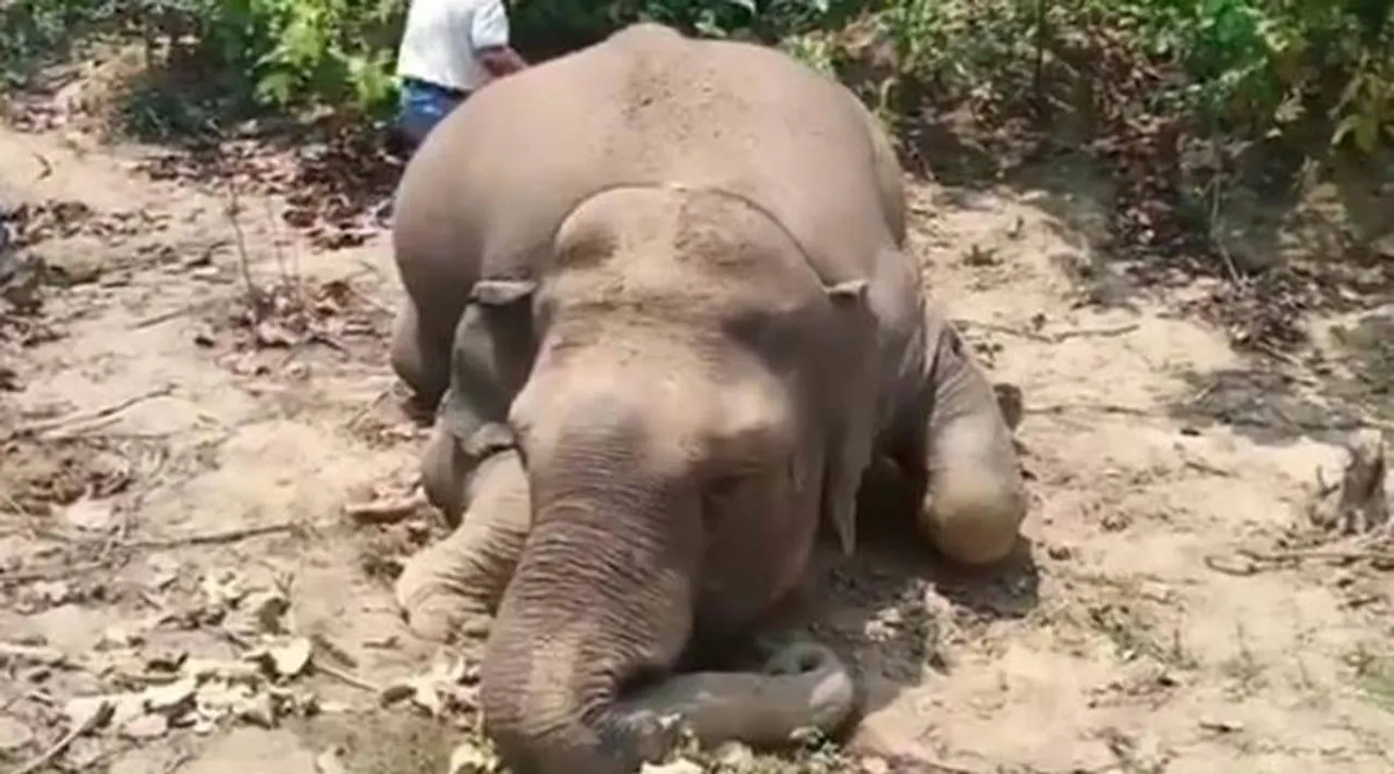 Elephant death panel lacks veterinarians and field biologists