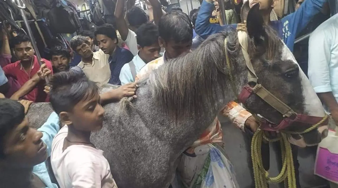 Pictures have gone viral showing a horse inside a local train in west bengal