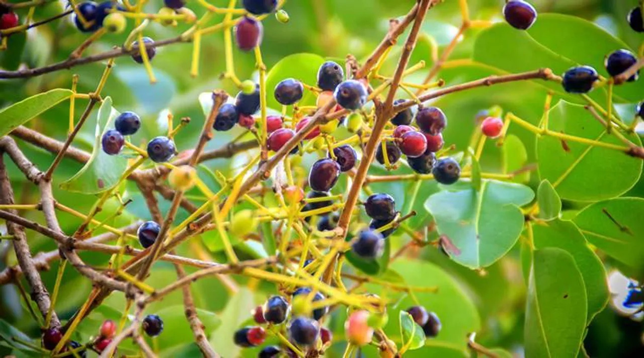 black plum health benefits