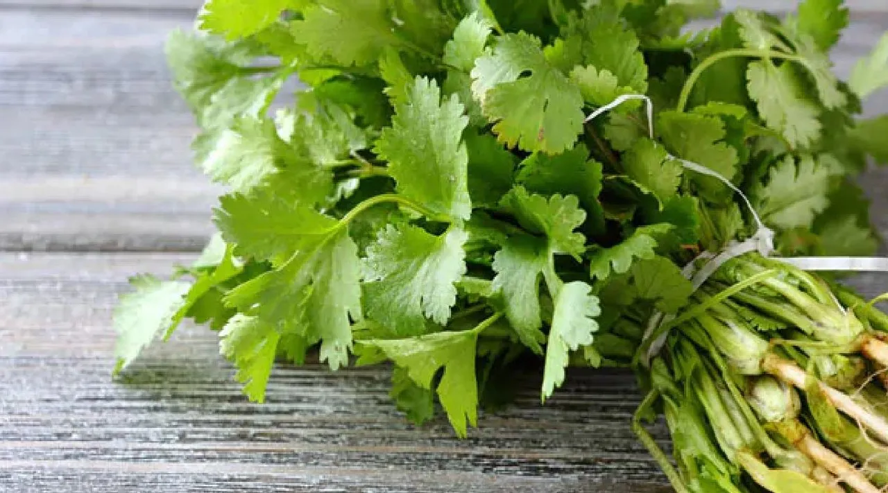 Coriander leaves benefits in tamil: incredible Benefits of Green Coriander