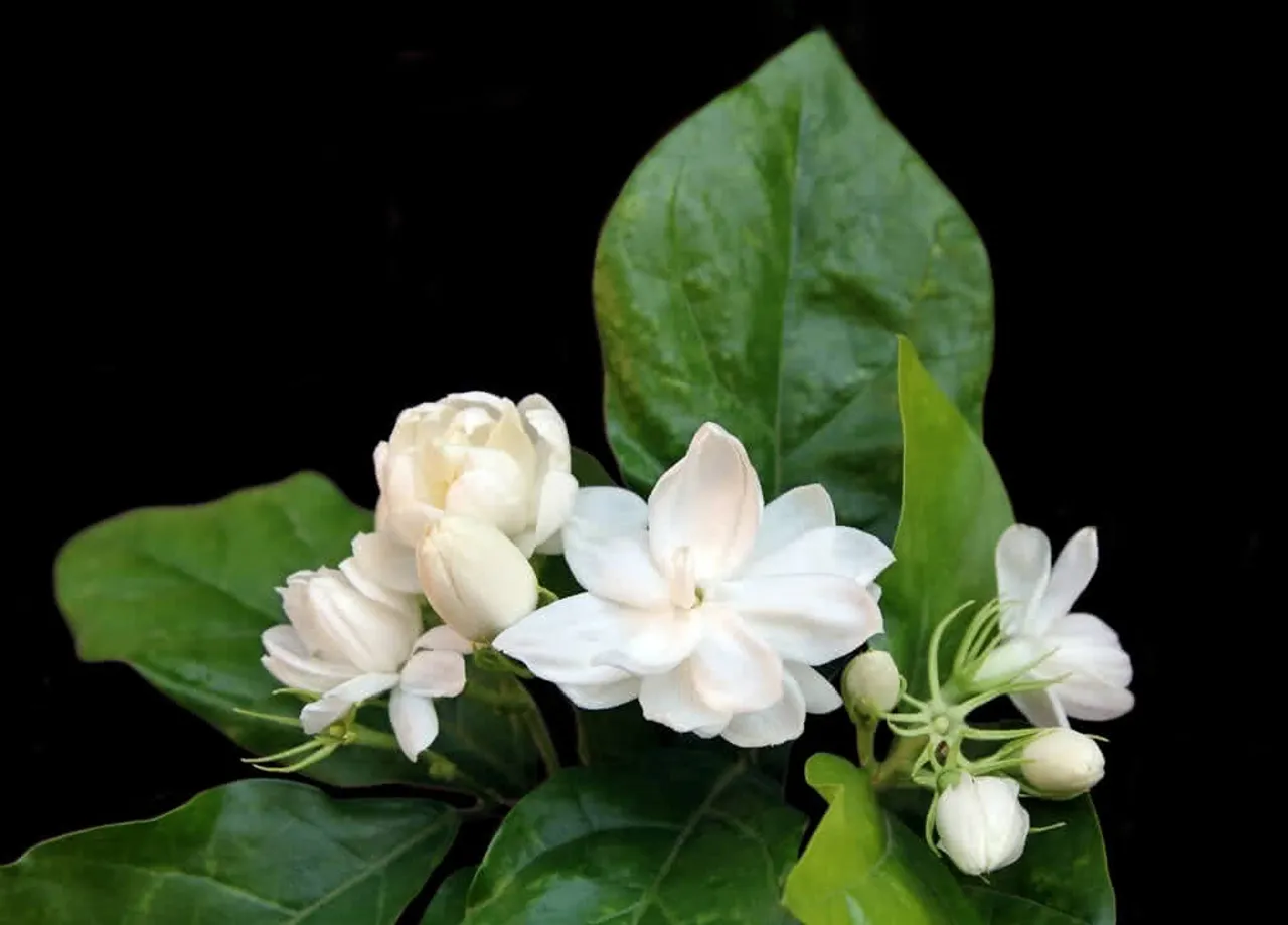 On the occasion of Ganesha Chaturthi in Madurai jasmine is sold for Rs.1800 per kg