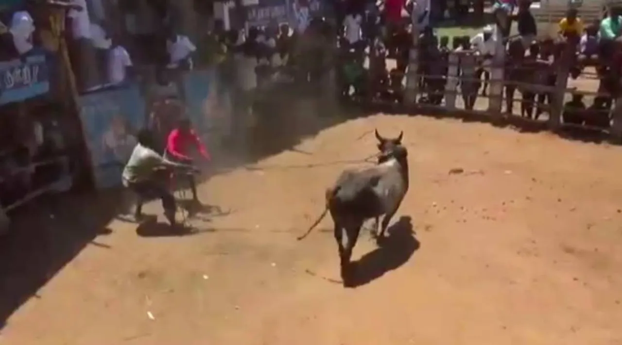 Manjuvirattu festival, Madurai, மதுரை அருகே கோவில் விழாவில் மஞ்சுவிரட்டு, போலீஸ் தடியடி, Manjuvirattu, Police Lathi charge, Manjuvirattu festival near Melur in Madurai