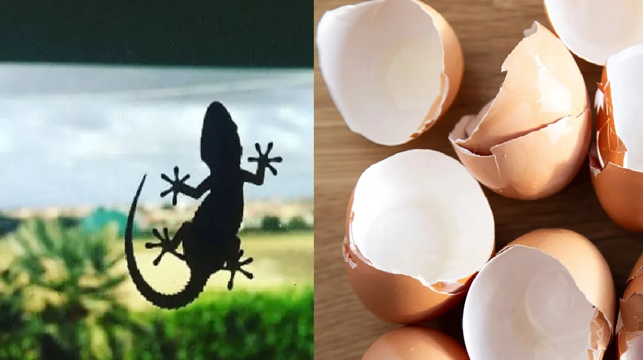 Natural ways to get of lizard at your home