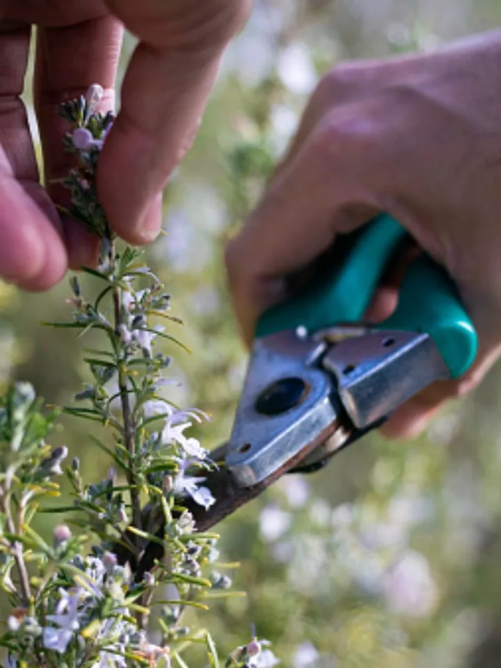 thyme 4 - unsplash (1)