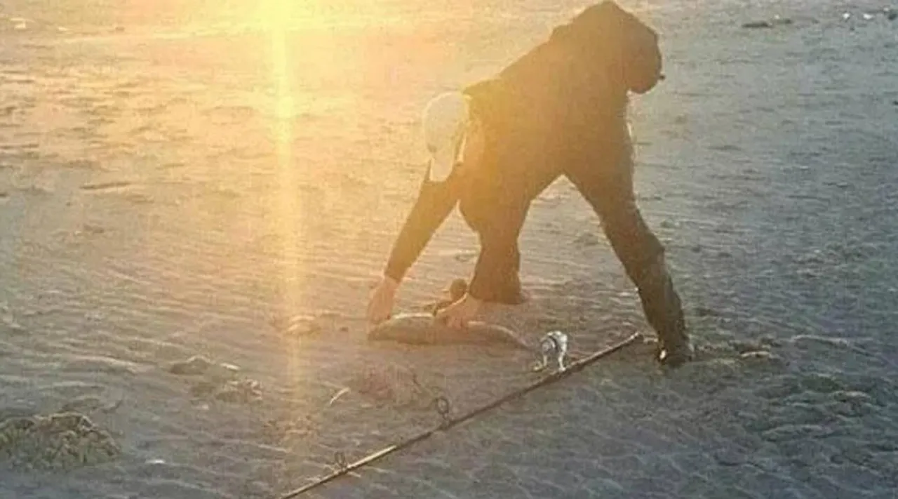 Optical Illusion, Gorilla running at beach, Gorilla Crossing A Beach, முதல் பார்வையில் எல்லோரையும் ஏமாற்றிய படம், உங்களுக்கு என்ன தெரிந்தது சொல்லுங்க, ஆப்டிகல் இல்யூஷன், இல்யூஷன், கடற்கரையில் நடந்து செல்லும் கொரில்லா, Illusion, Brain Teaser, Visual Puzzles, Puzzle