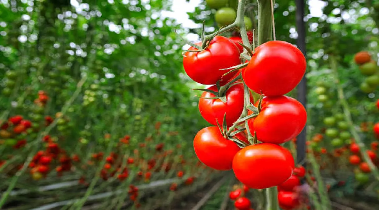 Know about how to keep tomatoes from rotting at home for weeks