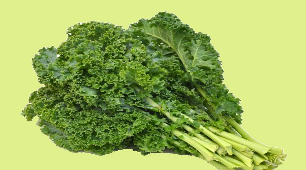 kale leaf in english, kale leaf benefits, kale leaves benefits, kale leaf benefits for lactose intolerant, பால் புடிக்கலையா... இந்தக் கீரை ஒரு கப் போதும், கேல் கீரை, பரட்டை கீரை, கேல் கீரை பலன்கள், kale vegetable, kale leaf gw2, kale leaf images, kale leaf recipe, kale leaf, kale leaves source of nutrients