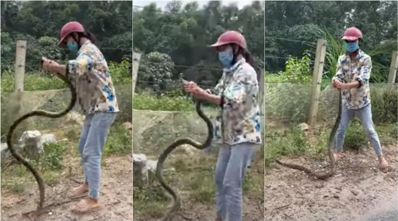 Woman catches snake with bare hands viral video, Woman catches snake video, Woman catches snake viral video, Woman catches snake, ஆள் உயரப் பாம்பு வெறும் கையால் மடக்கிப் பிடித்த பெண், வெறும் கையால் பாம்பு பிடித்த பெண், பாம்பு பிடிக்கும் பெண், பாம்பு பிடிக்கும் பெண் வைரல் வீடியோ, Woman catches snake video