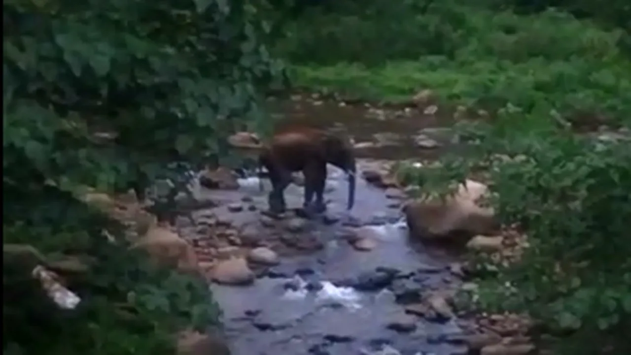 An elephant suffering from not drink water in Kallaru Forest Coimbatore!