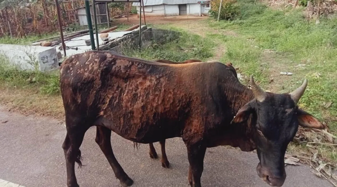 buffalo acid attack in Coimbatore