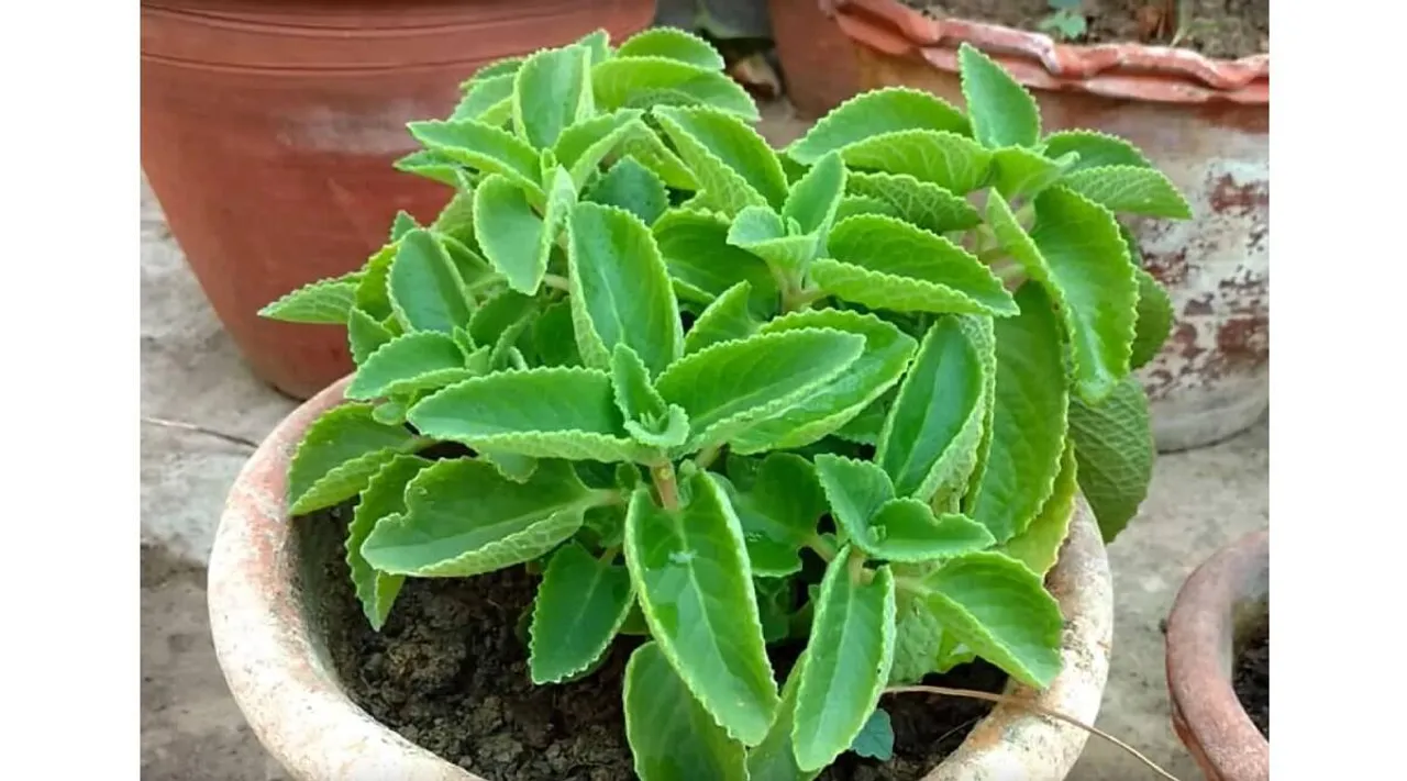 Ajwain Leaves