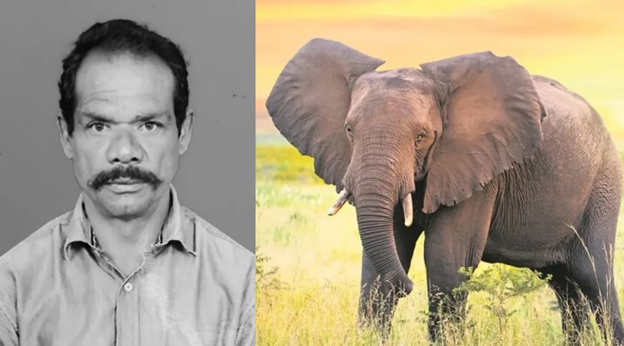 Coimbatore: Man dies in wild elephant attack