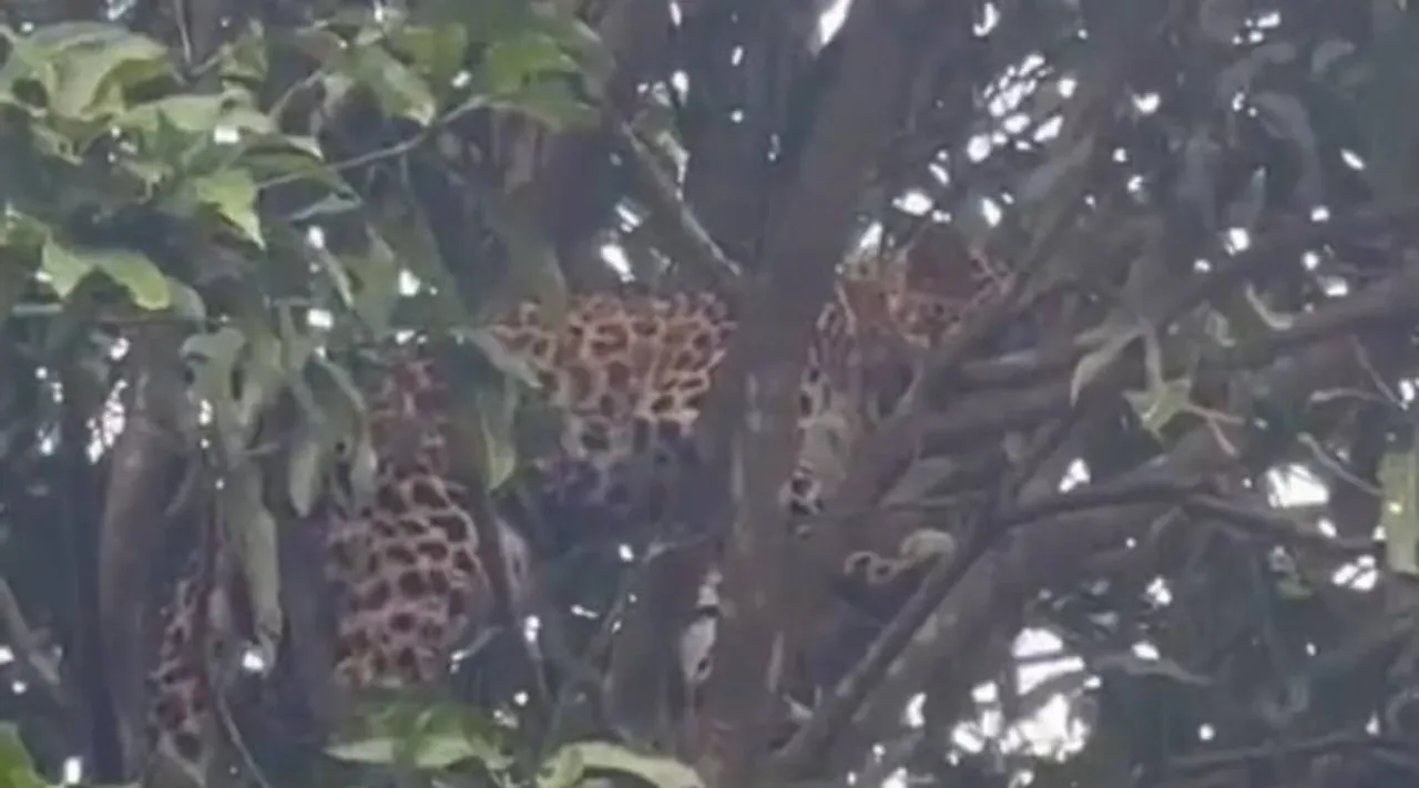 Leopard climbing on mango tree, leopard viral video, viral video, leopard