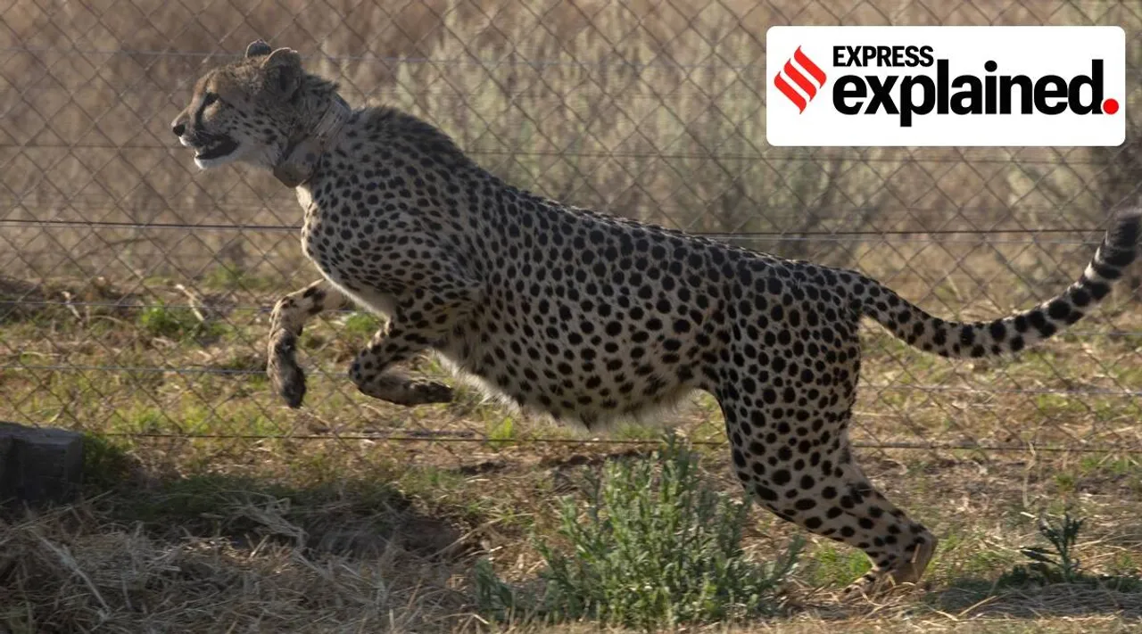 Who are cheetah mitras and when can the public see the big cats