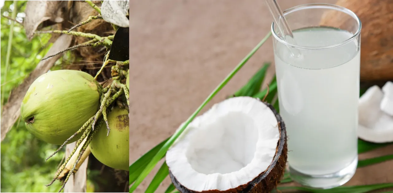 coconut water health benefits