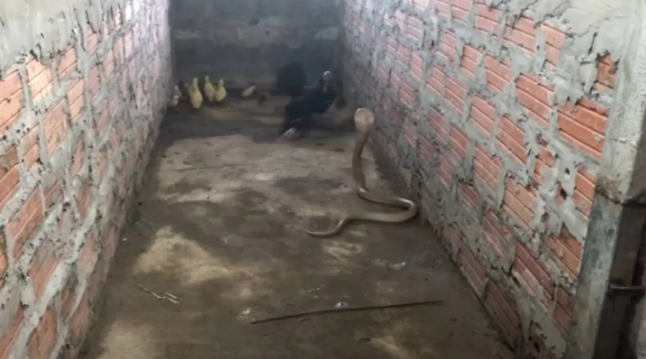 viral video, viral video, mother hen fights with cobra, hen fights with king cobra, viral video