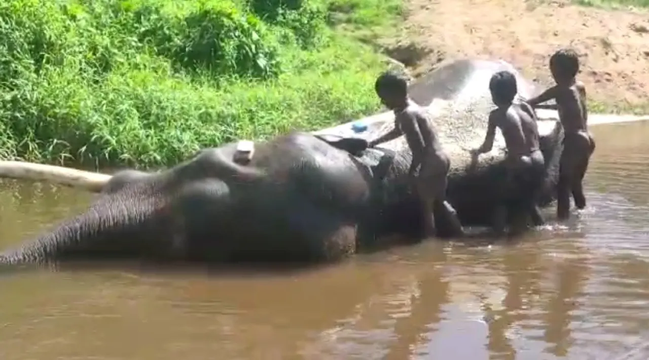 Coimbatore: Kumki elephant being bathed by Kids, Video goes viral