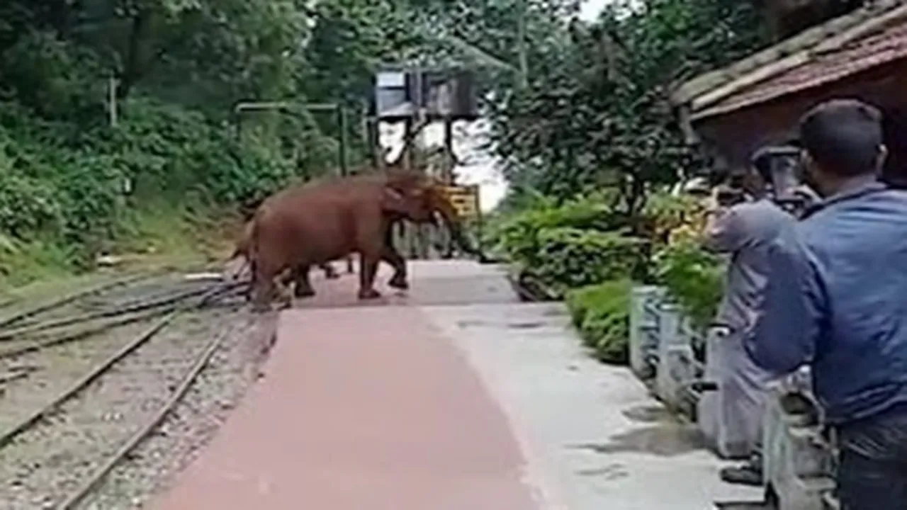 Wild elephants roam the Nilgiri railway stations