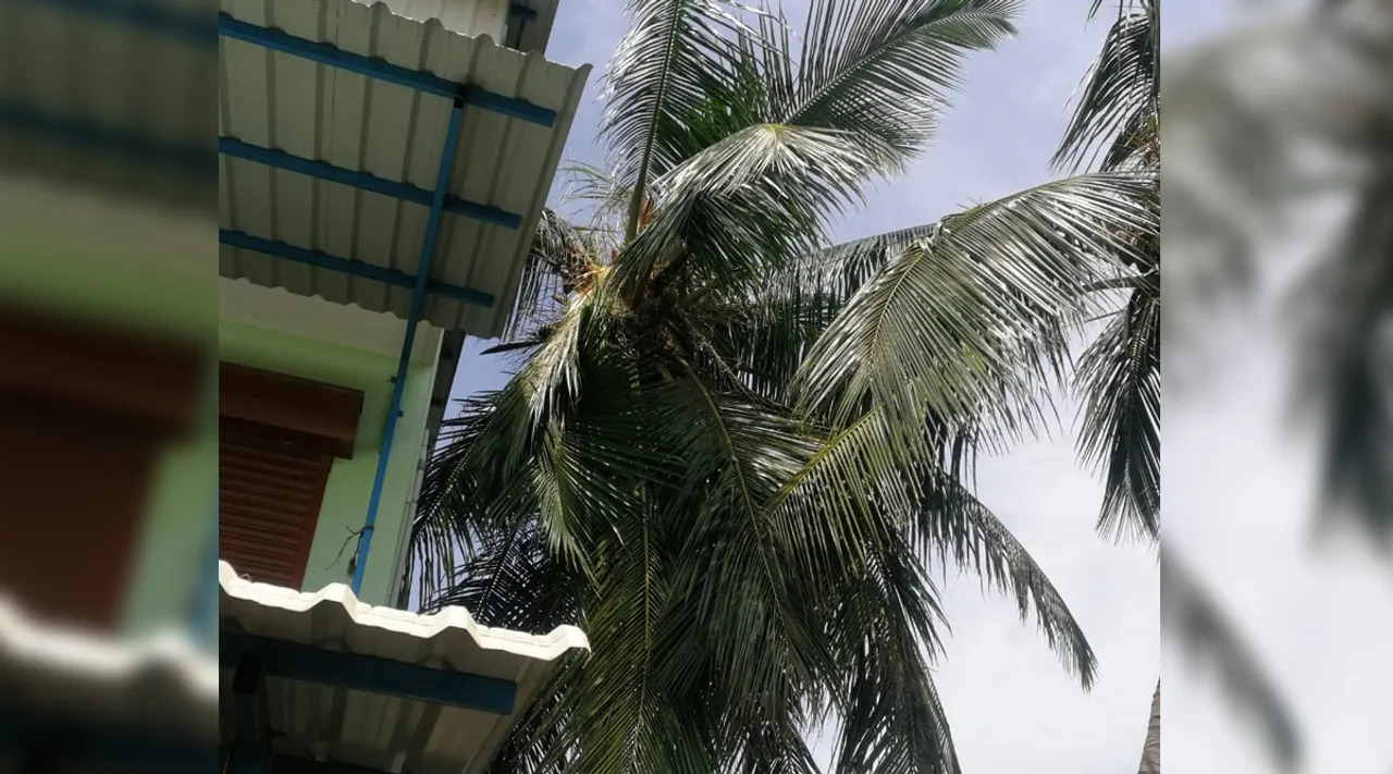 தென்னை மரத்தை தாக்கிய இடி : பல வீடுகளில் எலக்ட்ரானிக்ஸ் பொருட்கள் சேதம்