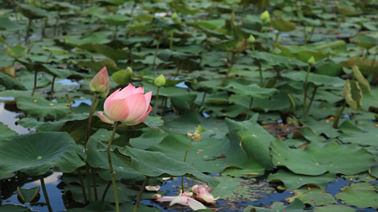 demand to ban lotus cultivation in Kanyakumari