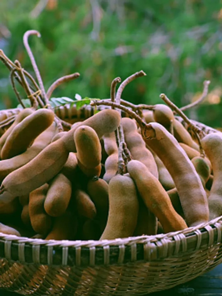 tamarind 3 - unsplash (1)