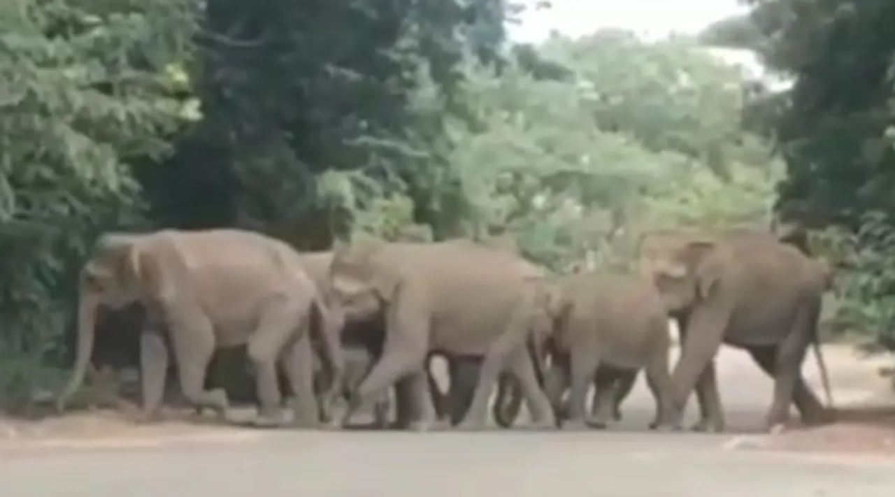 Watch Video: Elephants swarming into Bharatiyar University Coimbatore