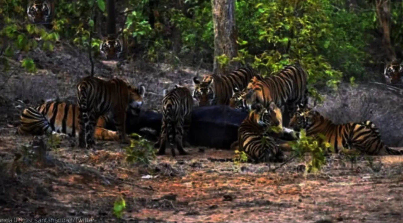 இந்த படத்தில் எத்தனை புலிகள் இருக்கு… 10 நொடிகளில் கண்டுபிடிச்சா ஆப்டிகல் இல்யூஷனில் சிங்கம்!