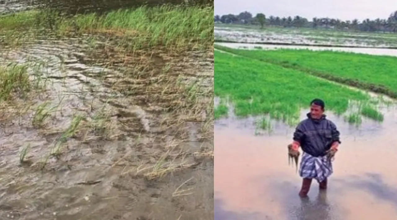 Heavy rains over Chidambaram, Sirkazhi: Waterlogged in paddy fields Tamil News