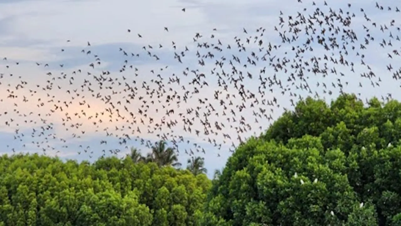 There is a demand to protect foreign birds camped in Kanyakumari