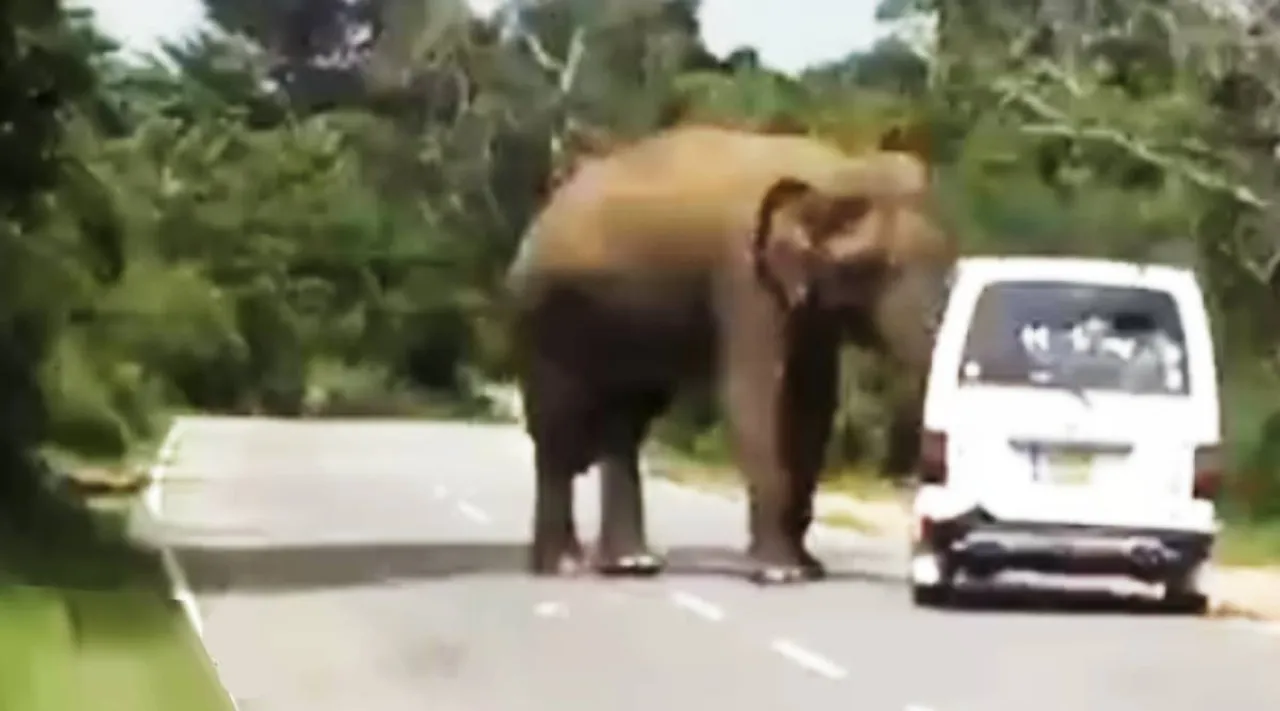 Elephant video, if you feed wild it will feeding you, elephant stop car, elephant stop van video, காரை வழிமறித்த யானை வீடியோ, காட்டு விலங்குகளுக்கு உணவளிக்காதீர்கள் எச்சரிக்கை, IFS officer shares elephant warning video, viral video