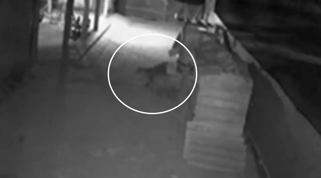 CCTV footage of a leopard catching and eating a chicken in Coimbatore has gone viral