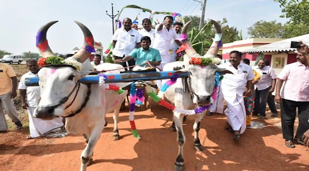Trichy District Collector drove the bullock cart