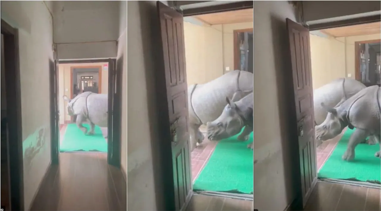 Rhinos, Rhinos in Room, Chitwan National Park, viral video, rhinos viral video