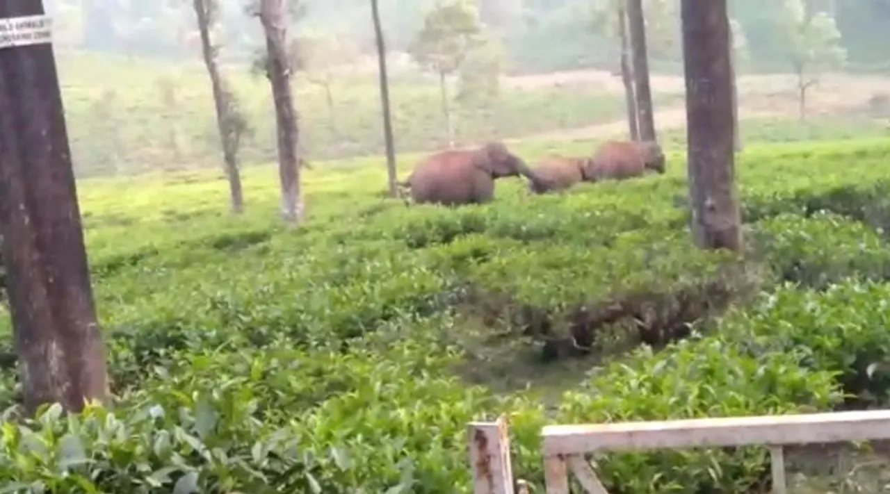Valparai: Wild elephant with cubs in tea estate, video Tamil News
