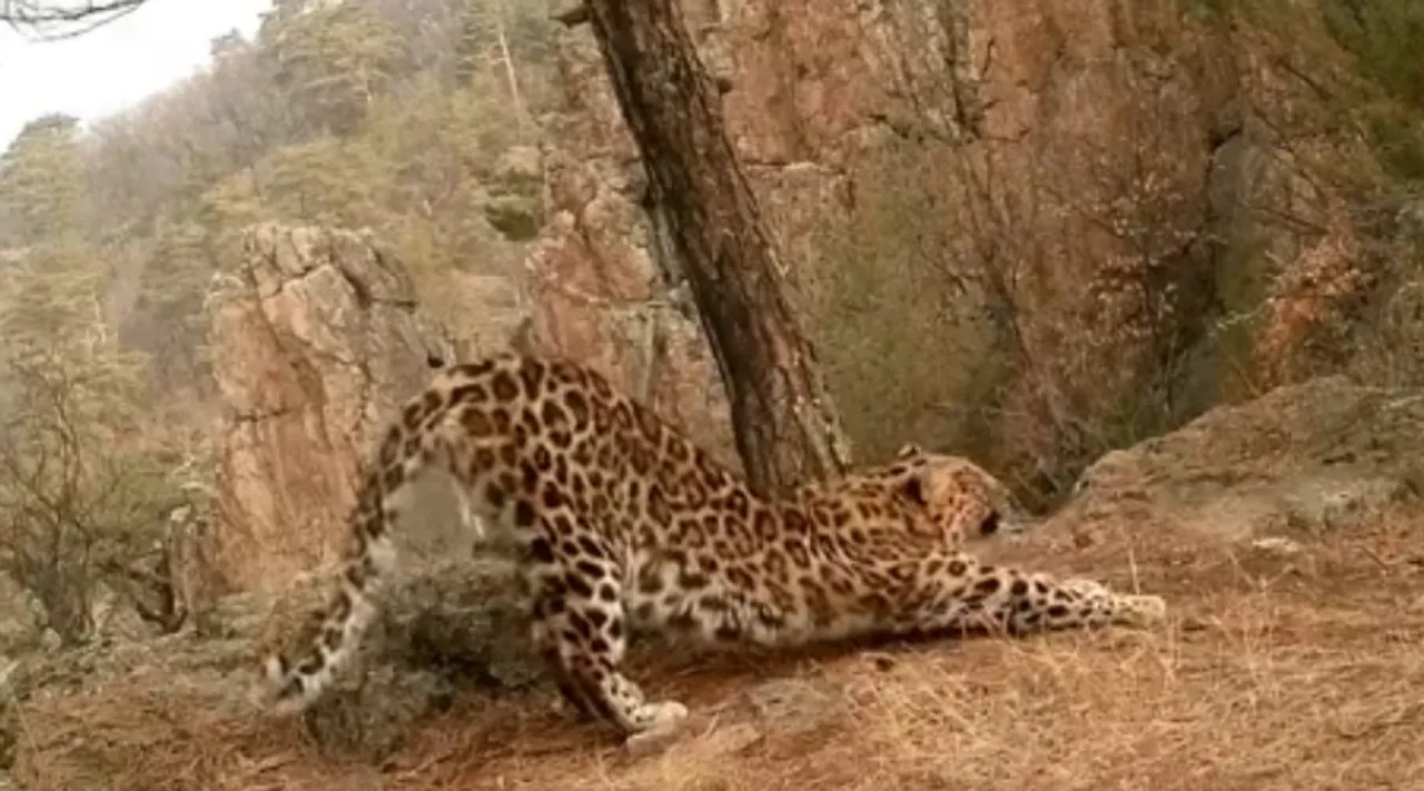 Surya Namaskar by Leopard, Leopard stretching like Surya Namaskar, சூரிய நமஸ்காரம் செய்த சிறுத்தை, வைரல் வீடியோ, Leopard stretching like Surya Namaskar, Leopard Surya Namaskar video goes viral